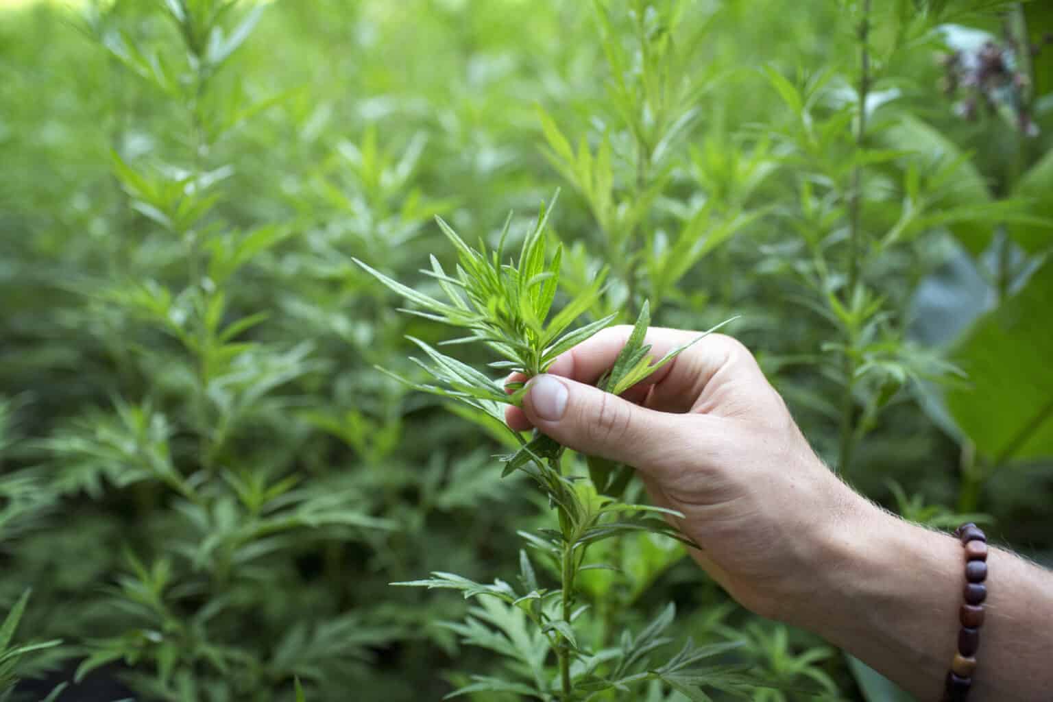 Lifestyle,USA,A man's hand holding the top shoot and stem of a plant.