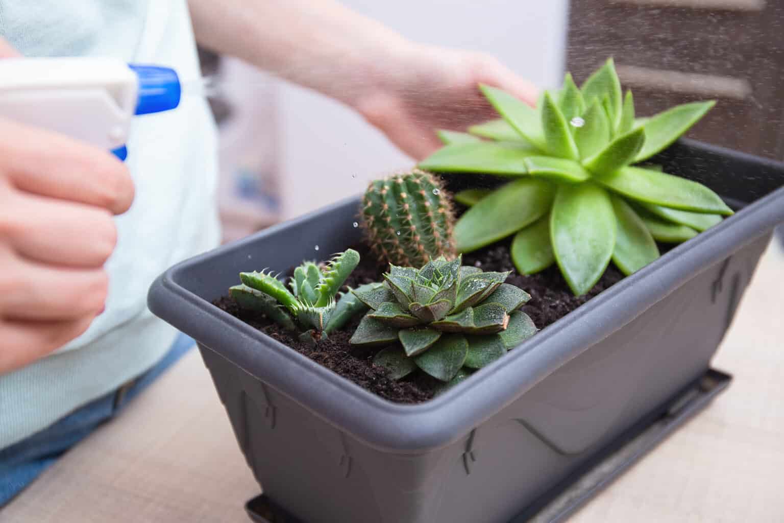 Woman sprays succulent leaves from dust from a spray bottle. Houseplant care, indoor garden house concept, care for desert plants or succulent Reproduction.