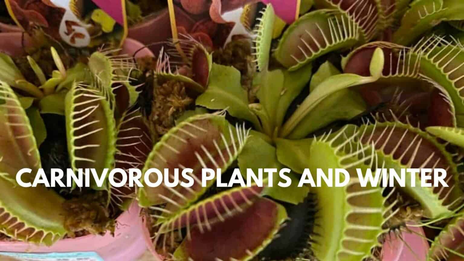 CARNIVOROUS PLANTS AND WINTER