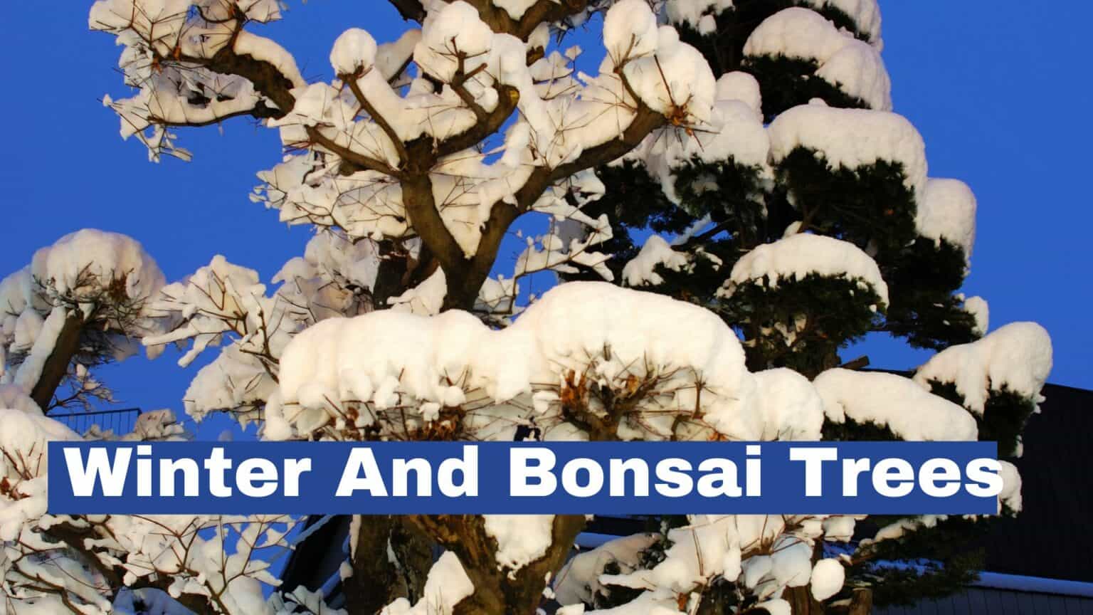 Winter And Bonsai Trees: Snow-Covered Bonsai