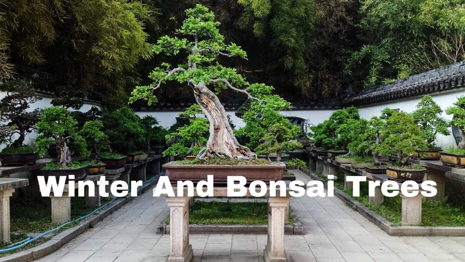 Bonsai Trees And Winter And Me