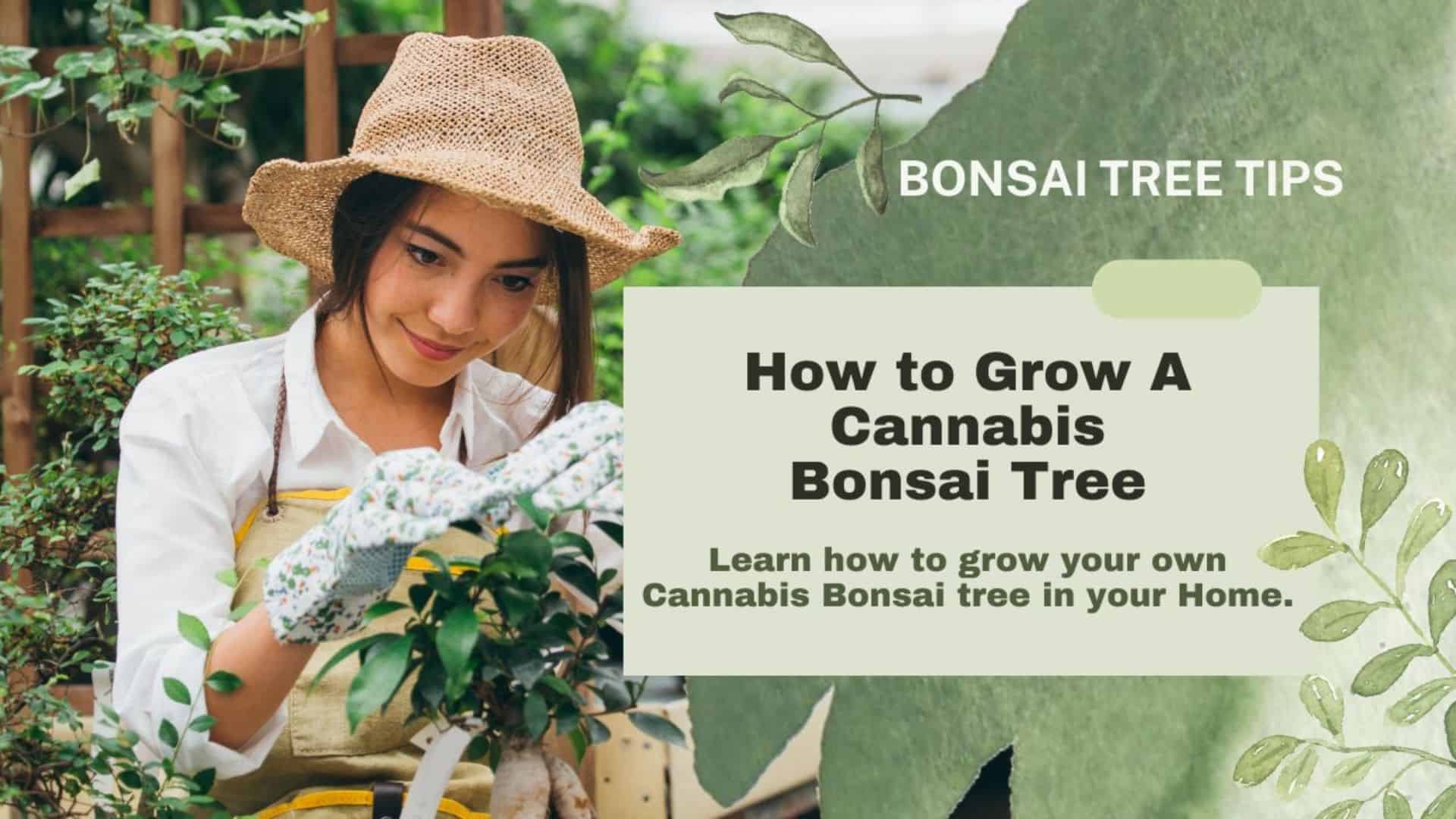 How To Grow A Cannabis Bonsai Tree (1)3