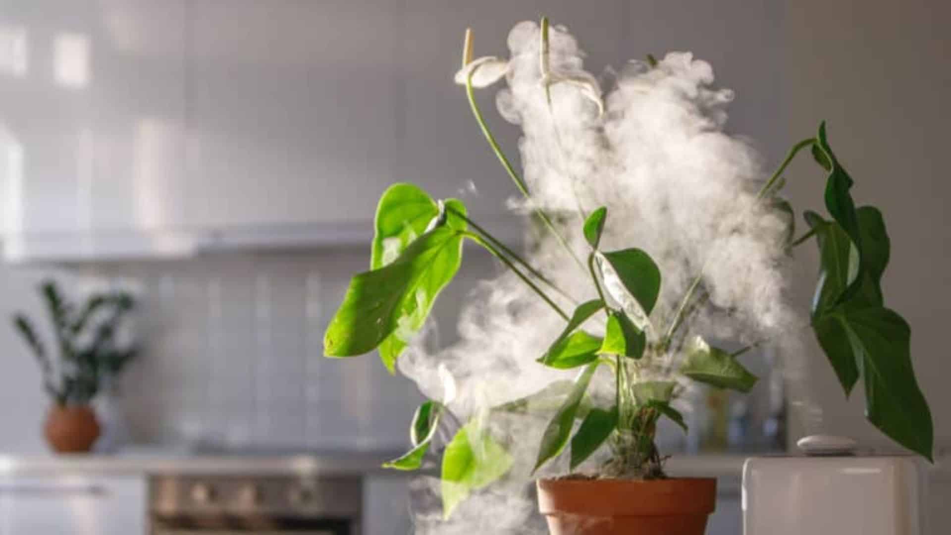 Plant Surrounded With Humidity