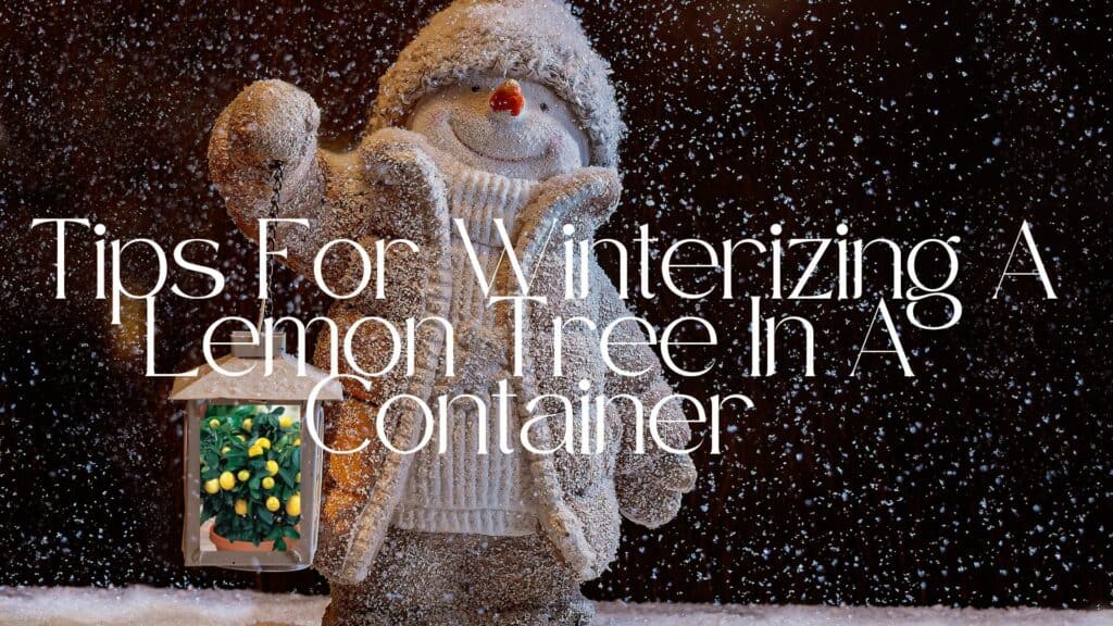 Tips For Winterizing A Lemon Tree In A Container