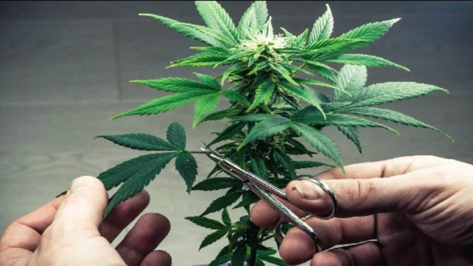 scissors to Cannabis Bonsai