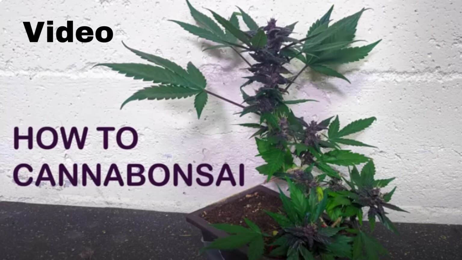 _Video- How To Cannabonsai