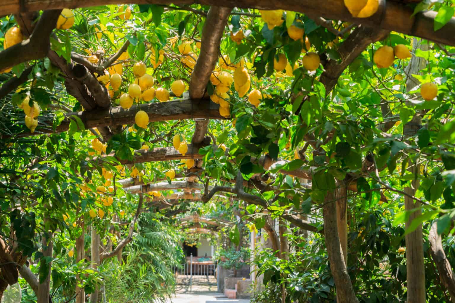 Tips For Winterizing Lemon garden of Sorrento