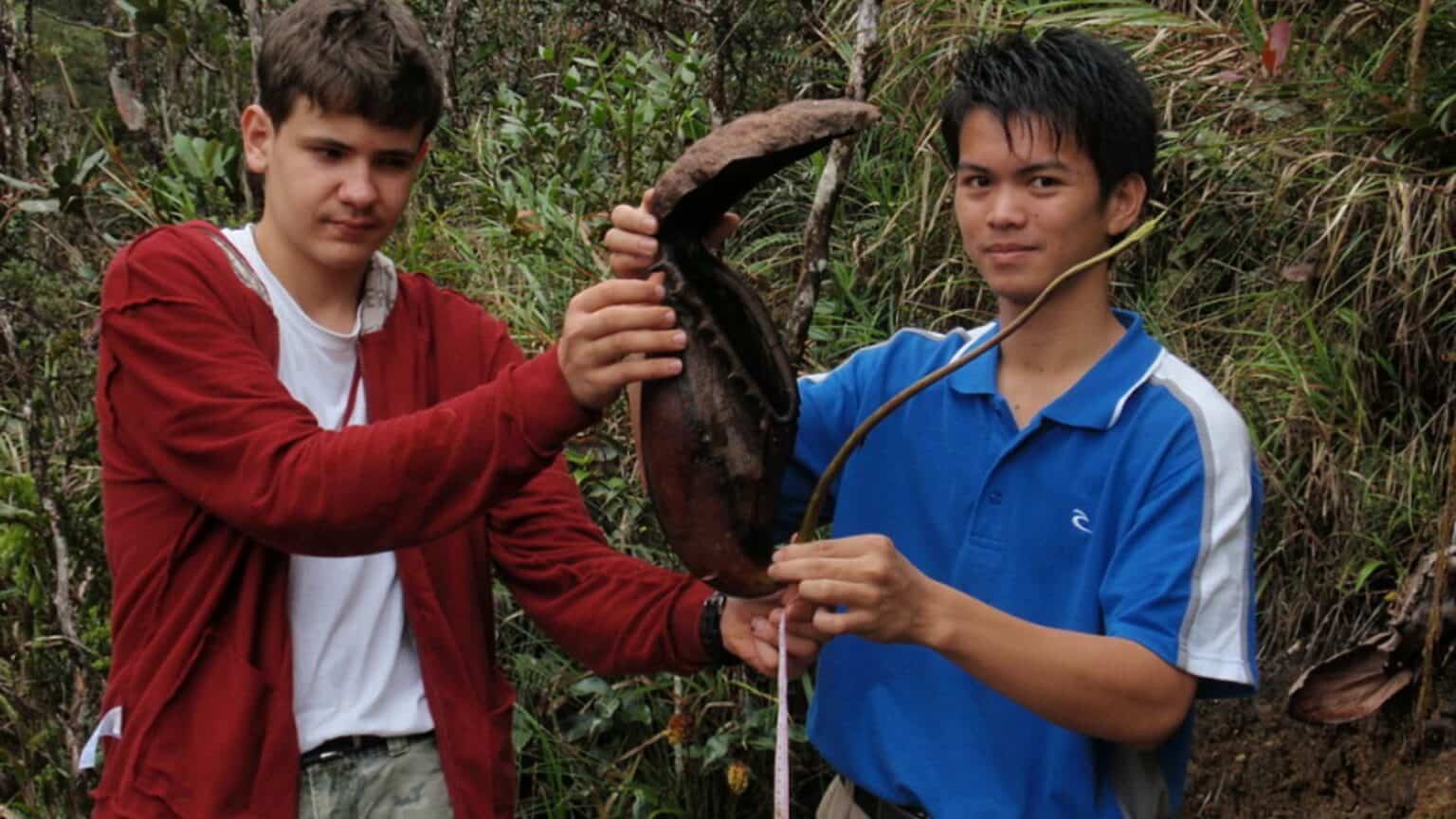 Nepenthes rajah -Large Wild Pitcher Plant