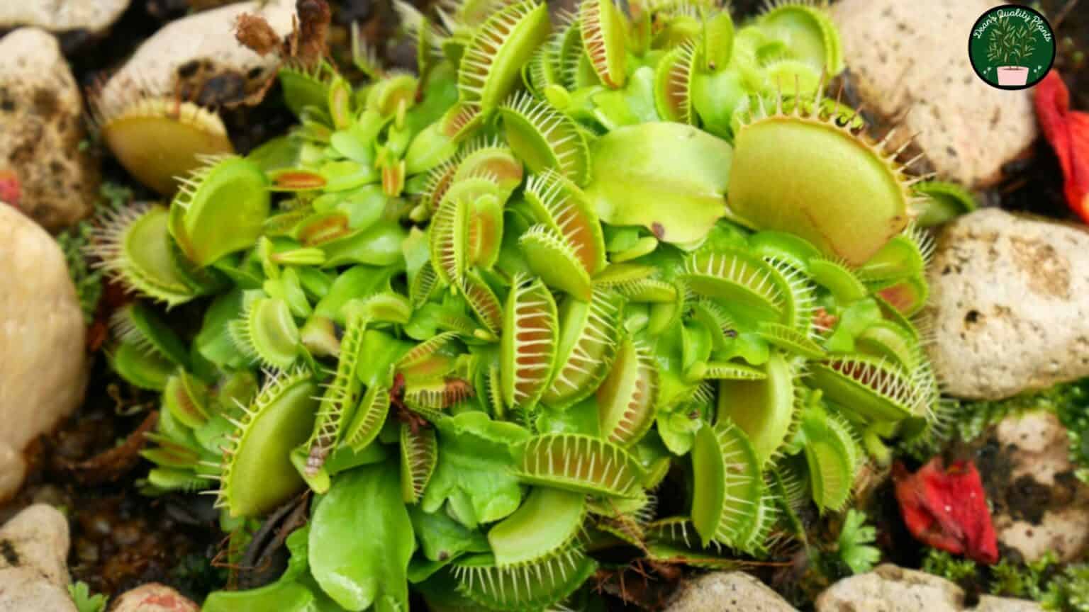 Venus Fly Trap - Top Predatory Plants 2