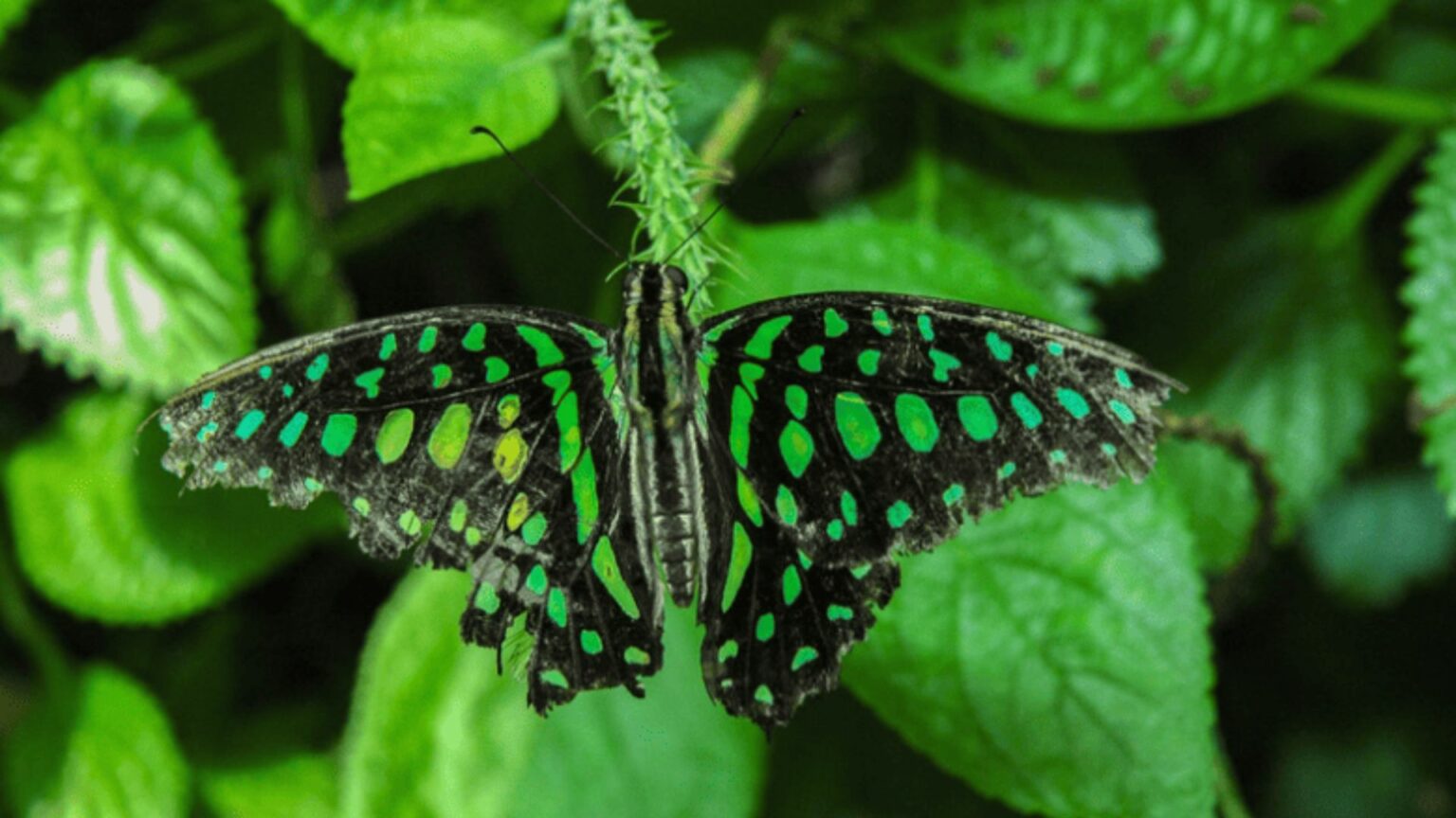 Animal-Green Butterfly On A Green Plant