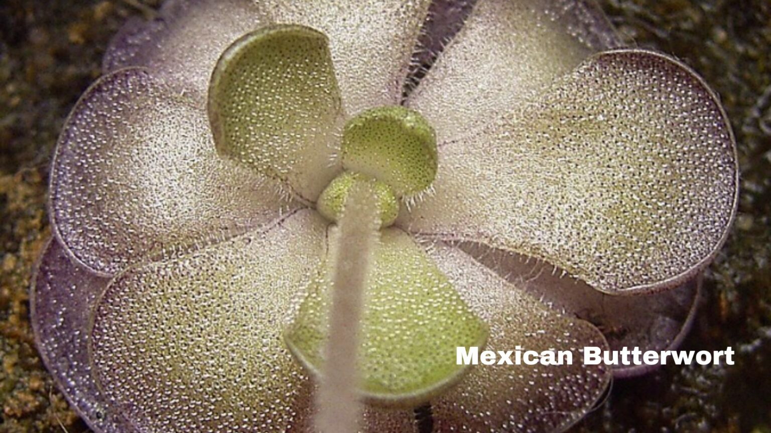 Carnivorous Plants And Winter-Mexican Butterwort