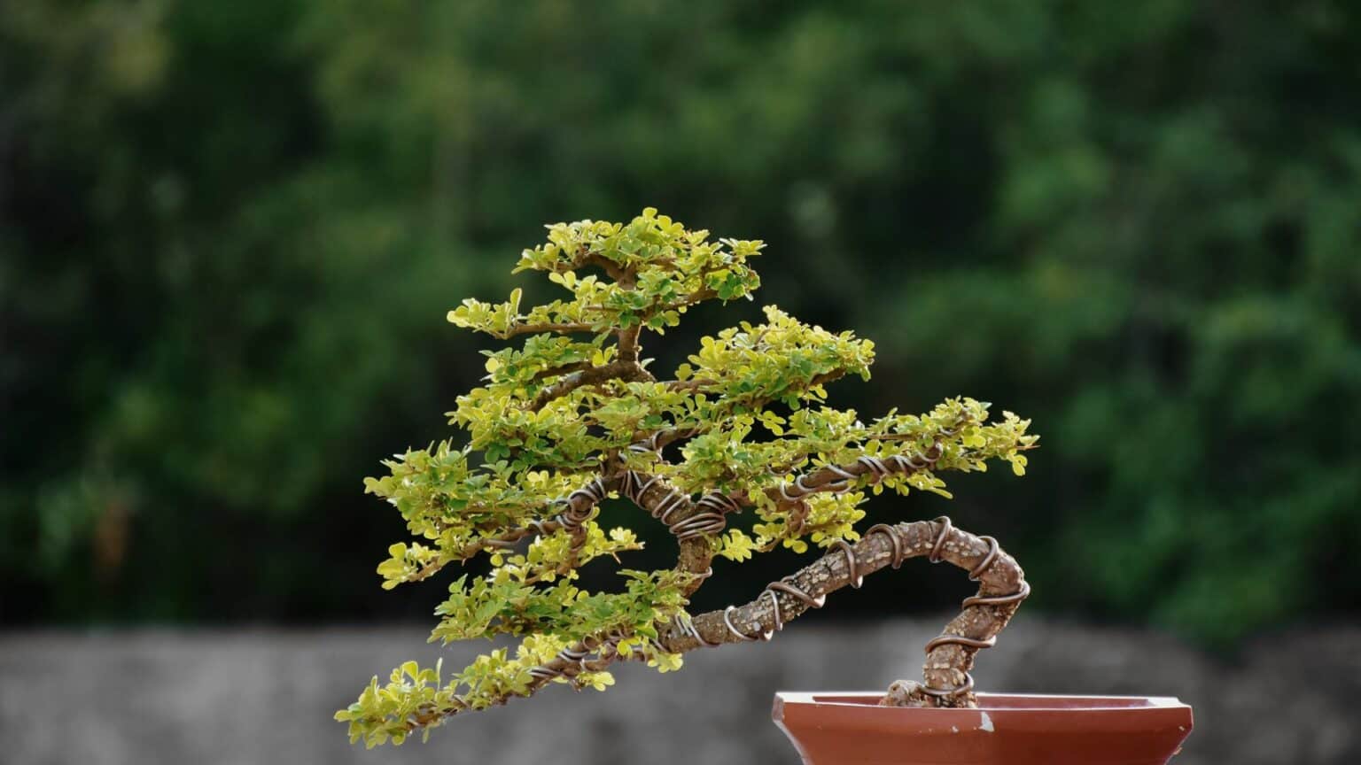 Close-up Juniper Bonsai Tree