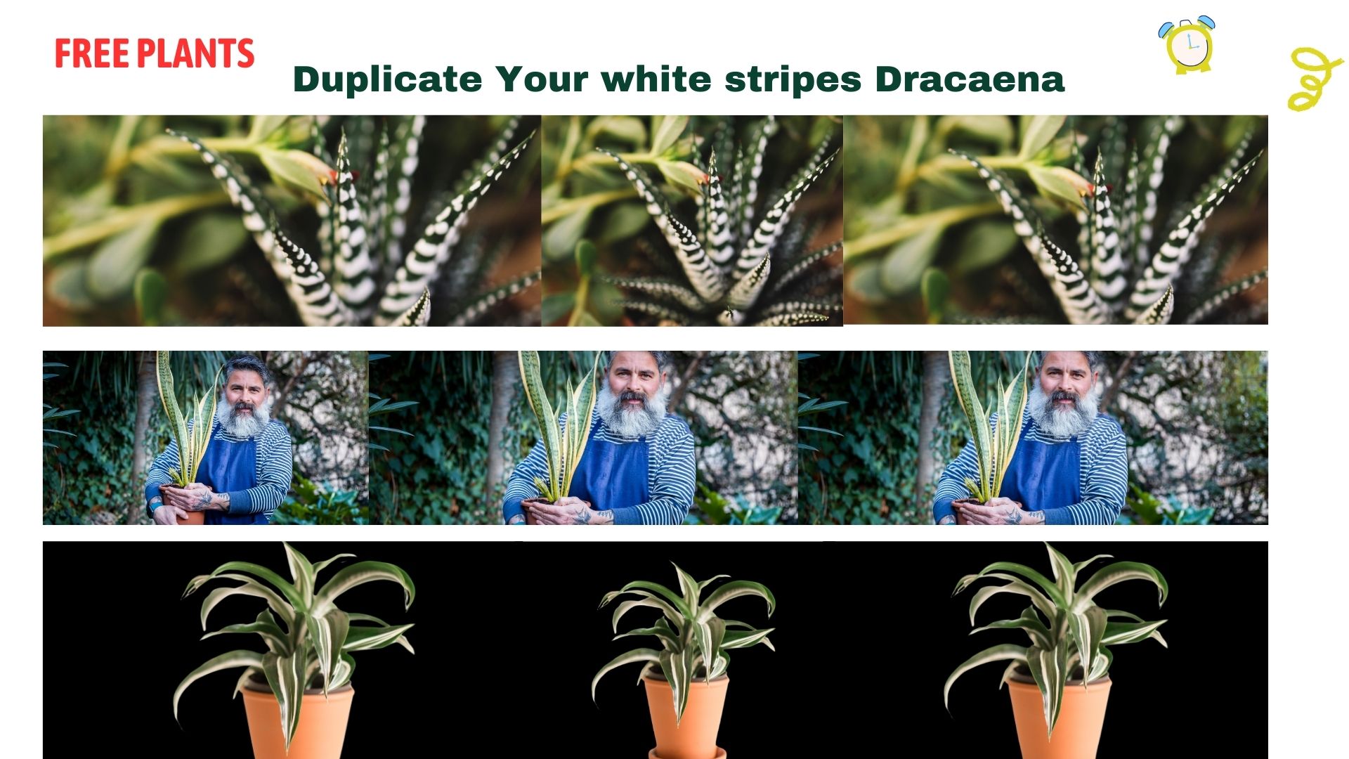 When It Comes To Indoor Houseplants-Duplicate White Stripes Dracaena