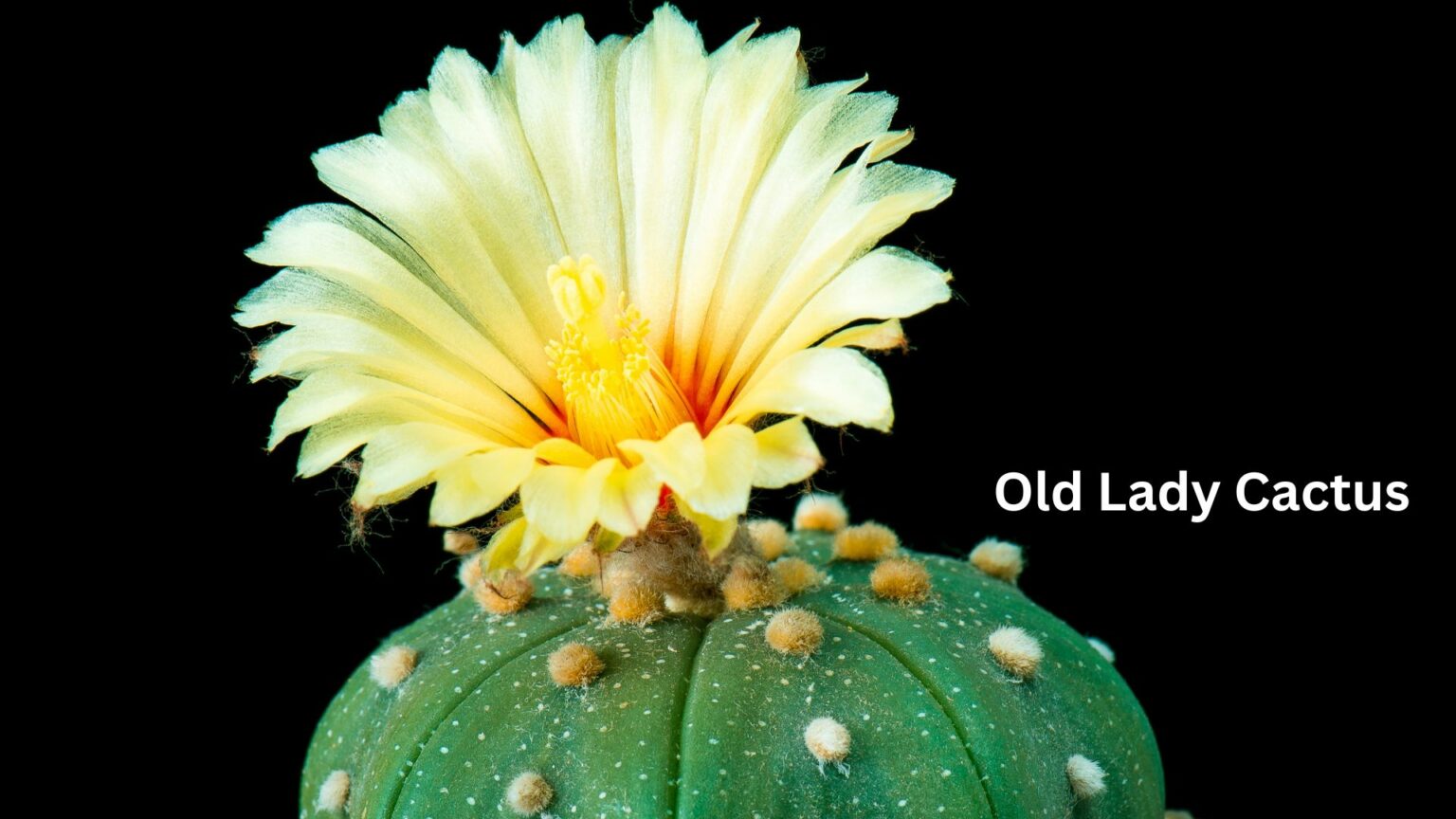 Old Lady Cactus-Rare And Prized Succulents And Cacti