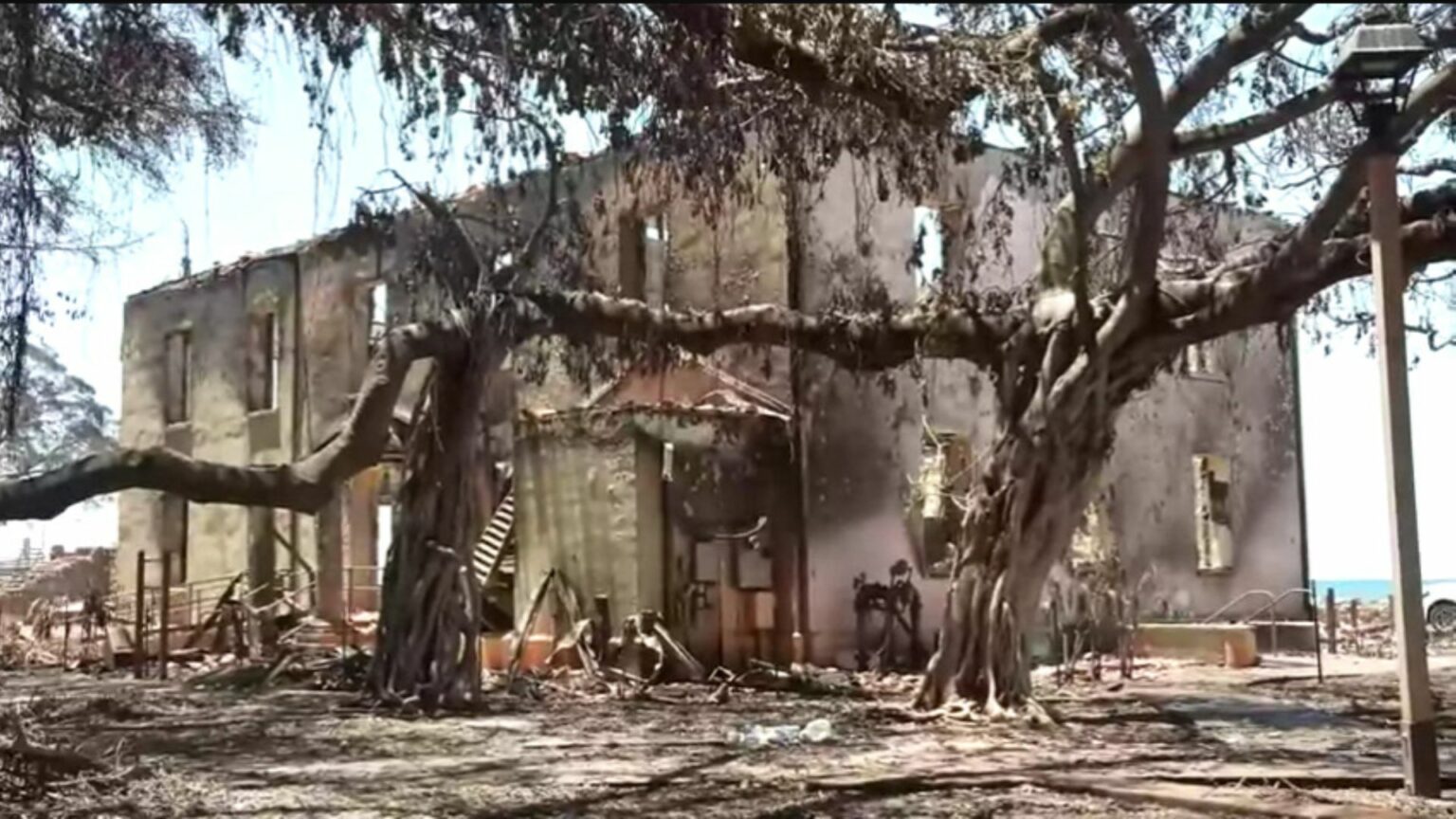 The Banyan Tree, After the Fires In Hawaii