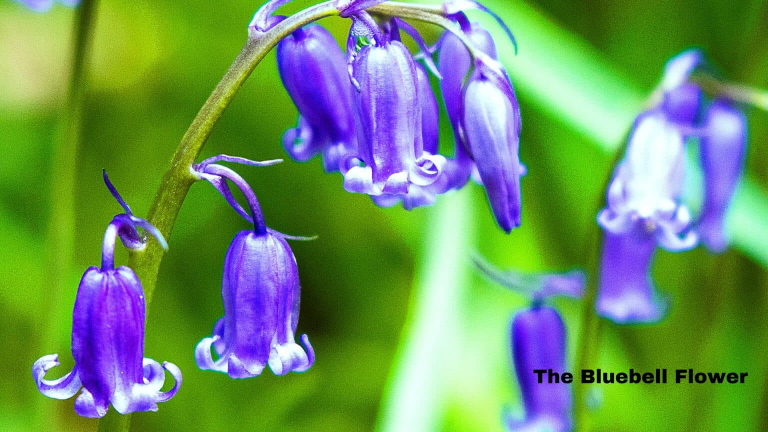 Myths And Legends-The Bluebell Flower