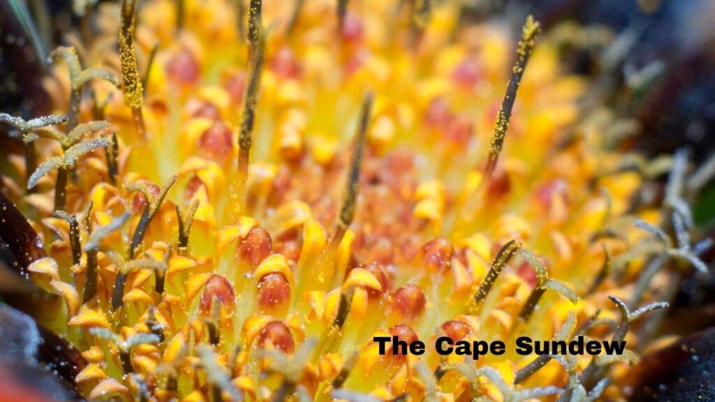 The Cape Sundew Carnivorous Plant