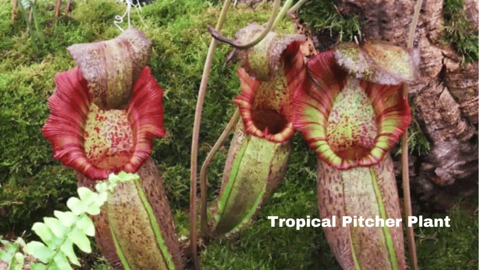 Tropical Pitcher Plant-Carnivorous