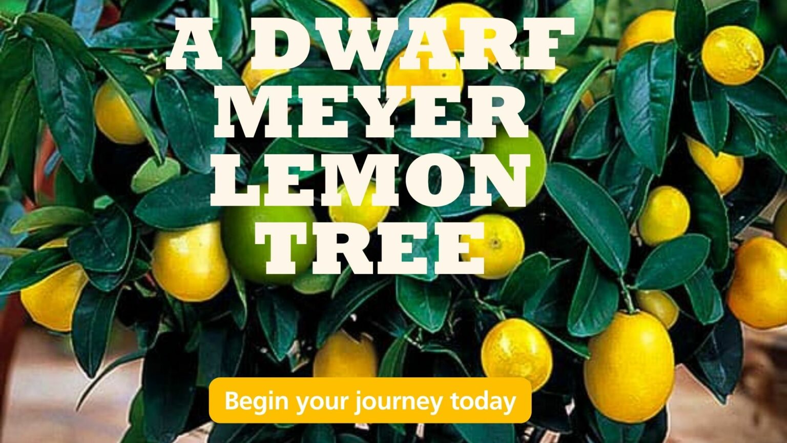 A DWARF MEYER LEMON TREE- Hero Inmage