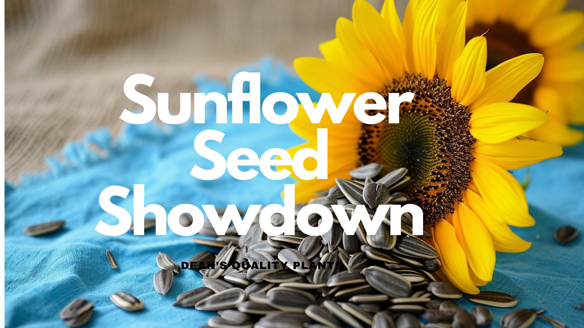 Hero Image- Sunflower Seed Showdown