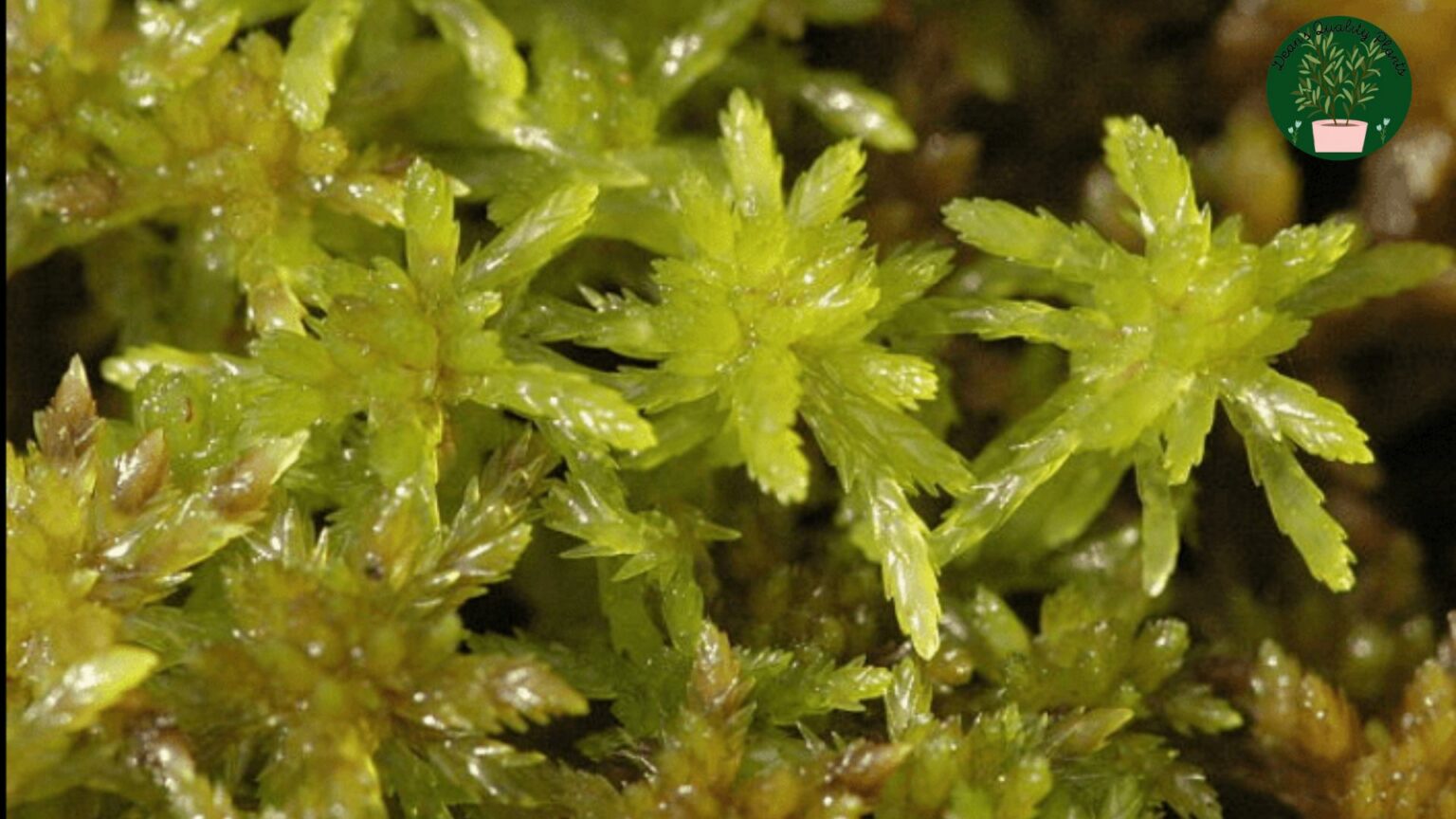 Micro Moss