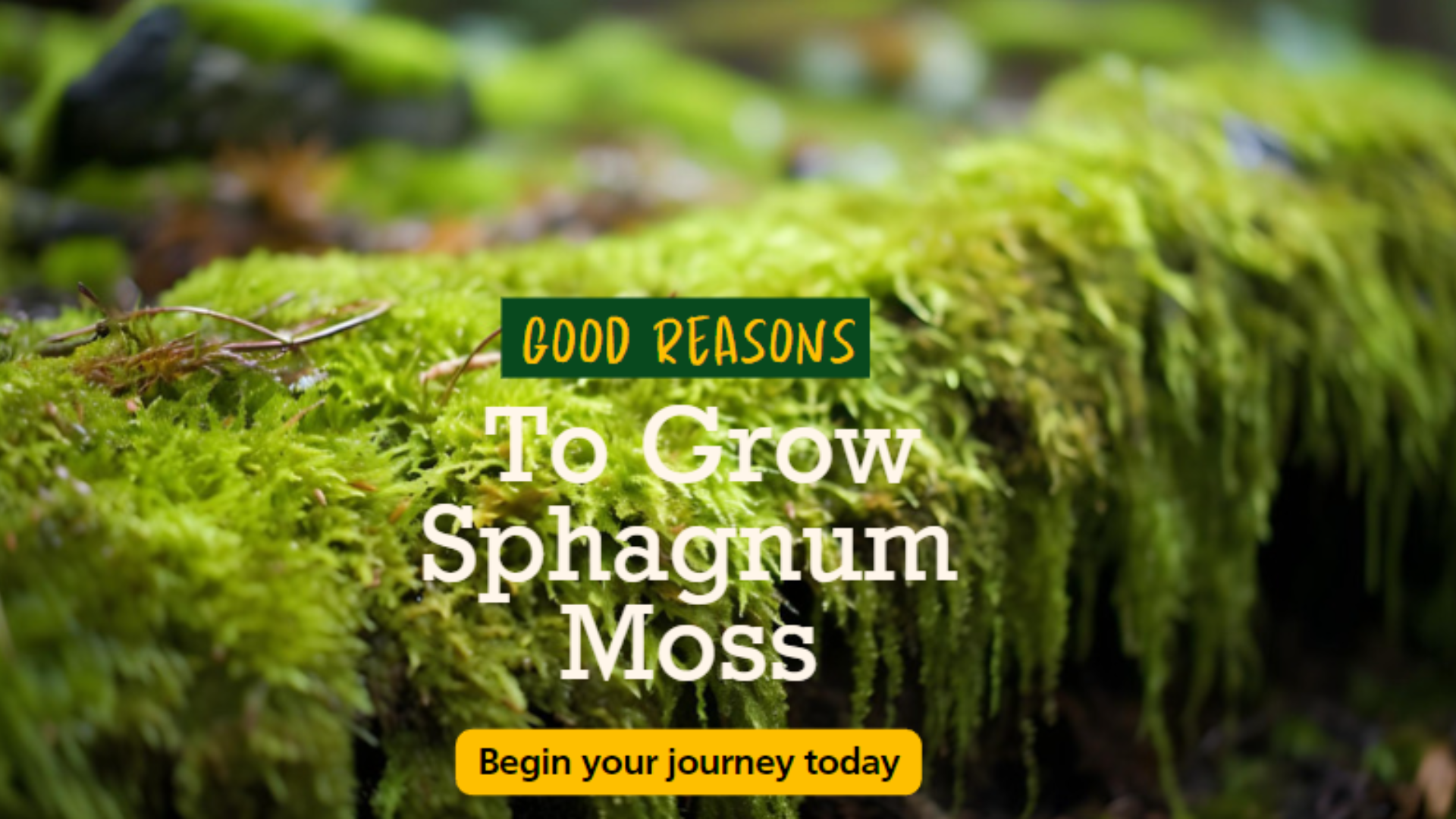 Good Reasons To Grow Sphagnum Moss-Cover Image