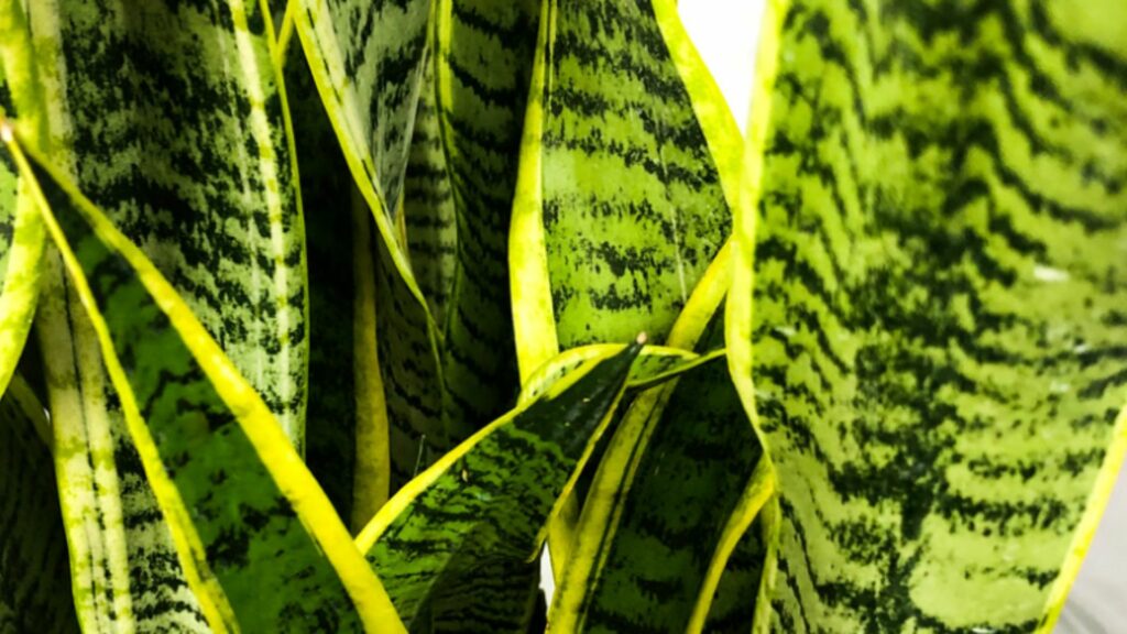 Artificial Snake Plant