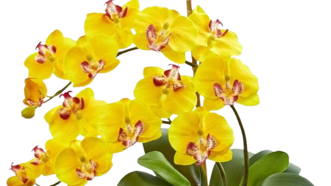 Nearly_Natural_Phalaenopsis_Orchid_Artificial_Flower_Arrangement_in_Vase__Yellow-removebg-preview