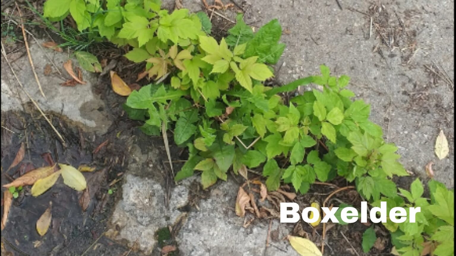 Boxelder-Confused for Poison Ivy