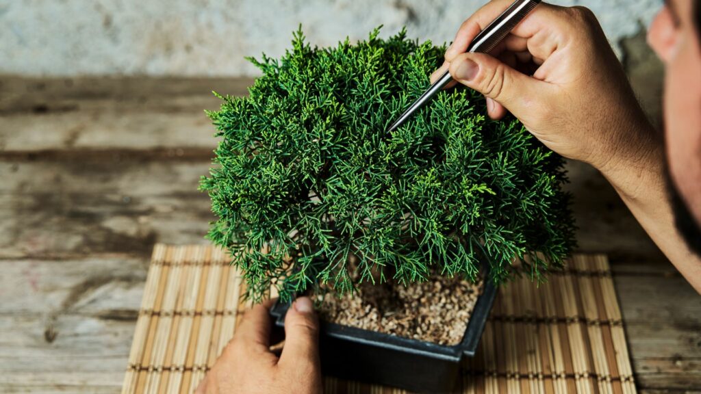 Easy Care Bonsai- Fukien Tea Tree