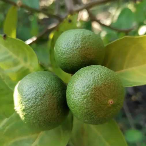 Dwarf Persian (Bearss) Lime Tree