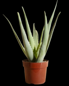 Aloe Vera House Plant in 6" Grow Pot