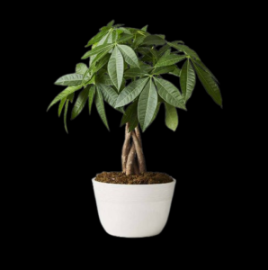 1028-157651MGP Money Tree Plant