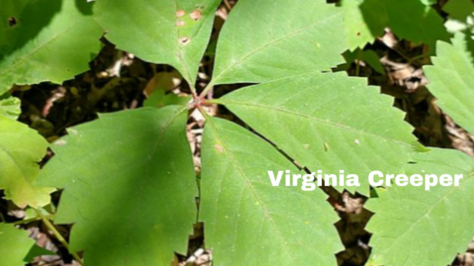 Virginia Creeper-Not Poison Ivy