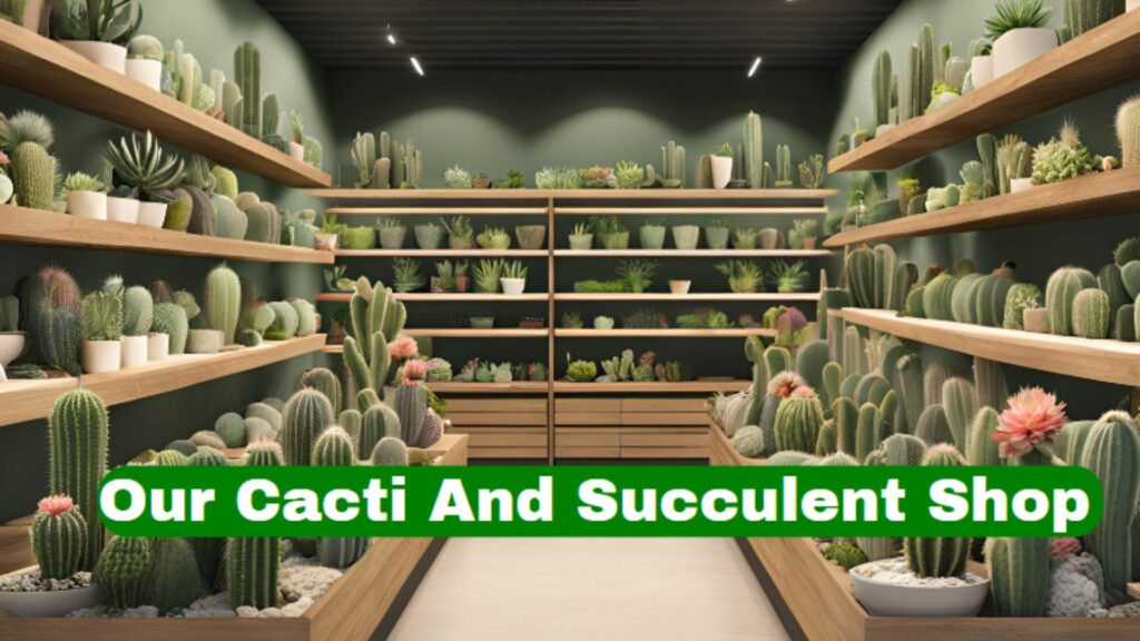 Our Cacti And Succulent Shop- 2