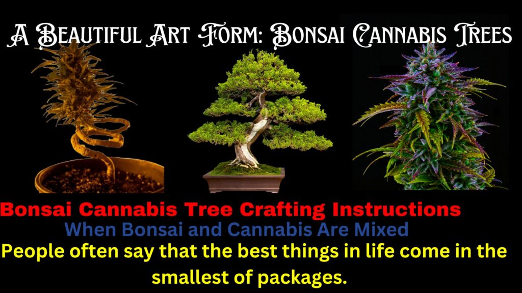 A Beautiful Art Form Bonsai Cannabis Trees - Hero