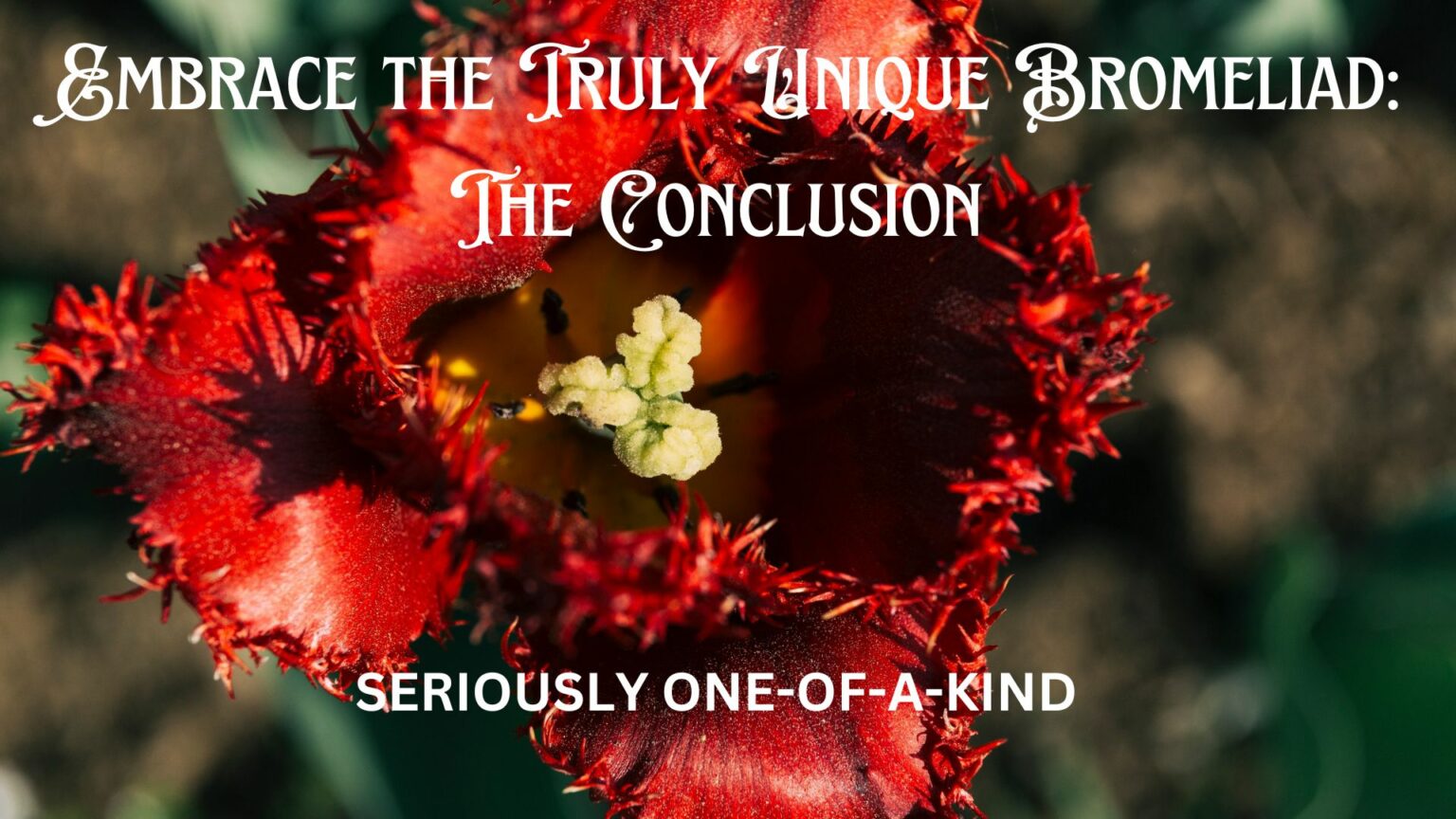 Bromeliad Conclusion