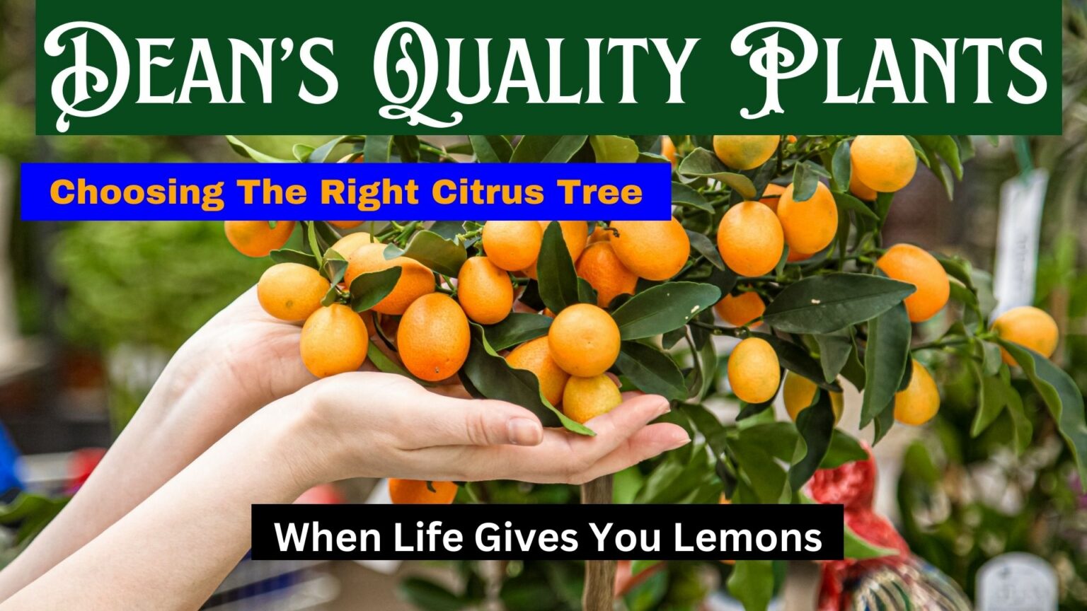 Choosing The Right Citrus Tree-Hero