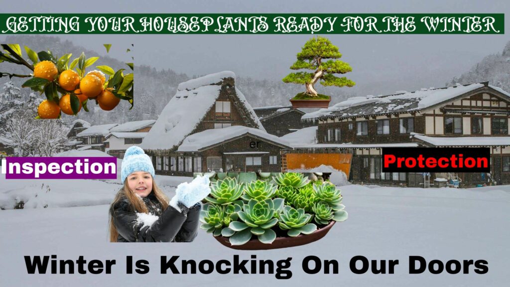 GETTING YOUR HOUSEPLANTS READY FOR THE WINTER