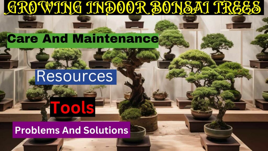 Many Bonsai Trees - Hero