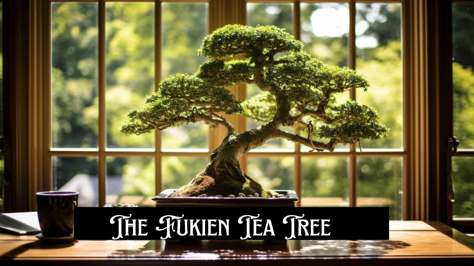 THE FUKIEN TEA TREE -Hero