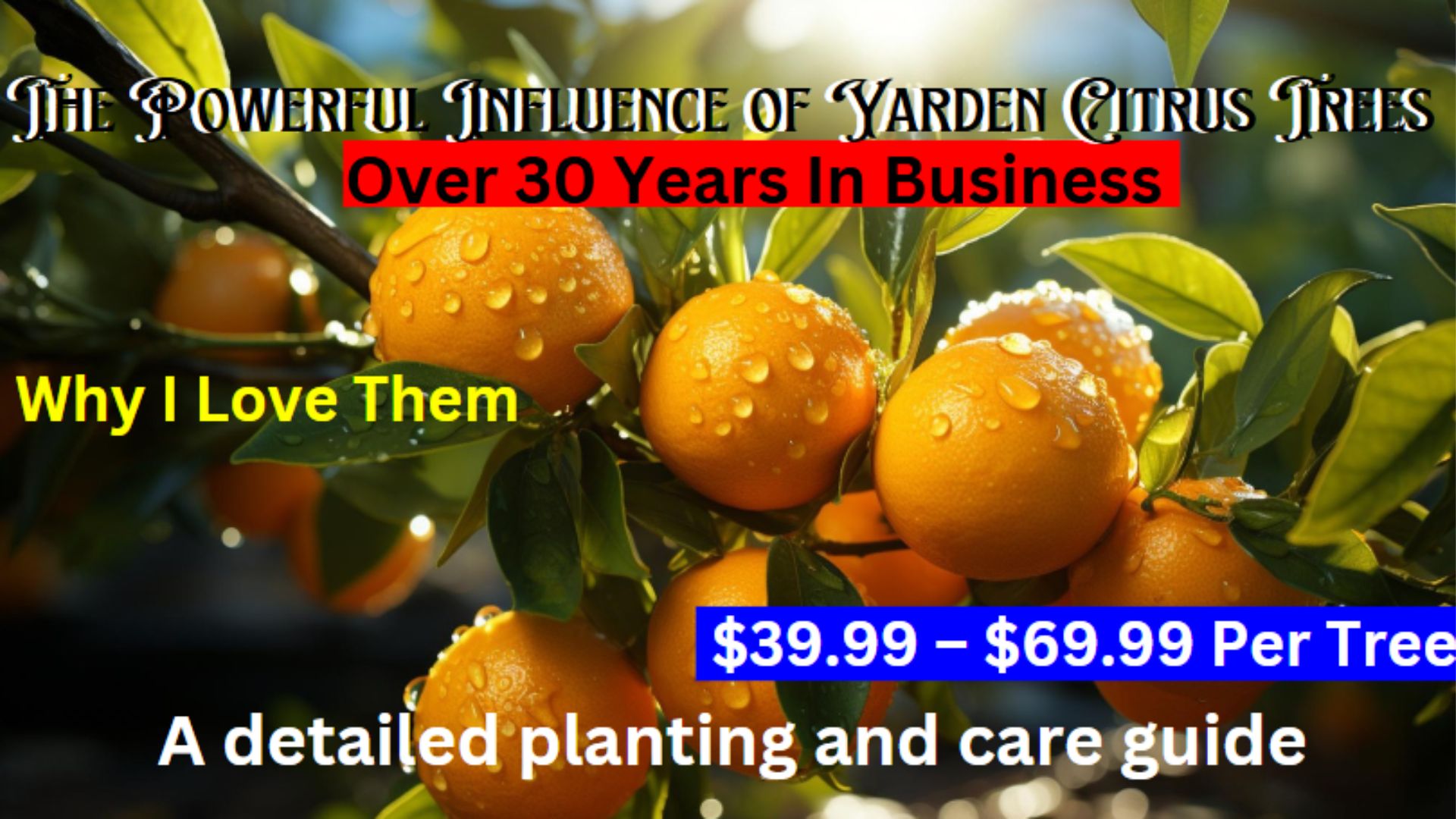 The Powerful Influence of Yarden Citrus Trees - Hero