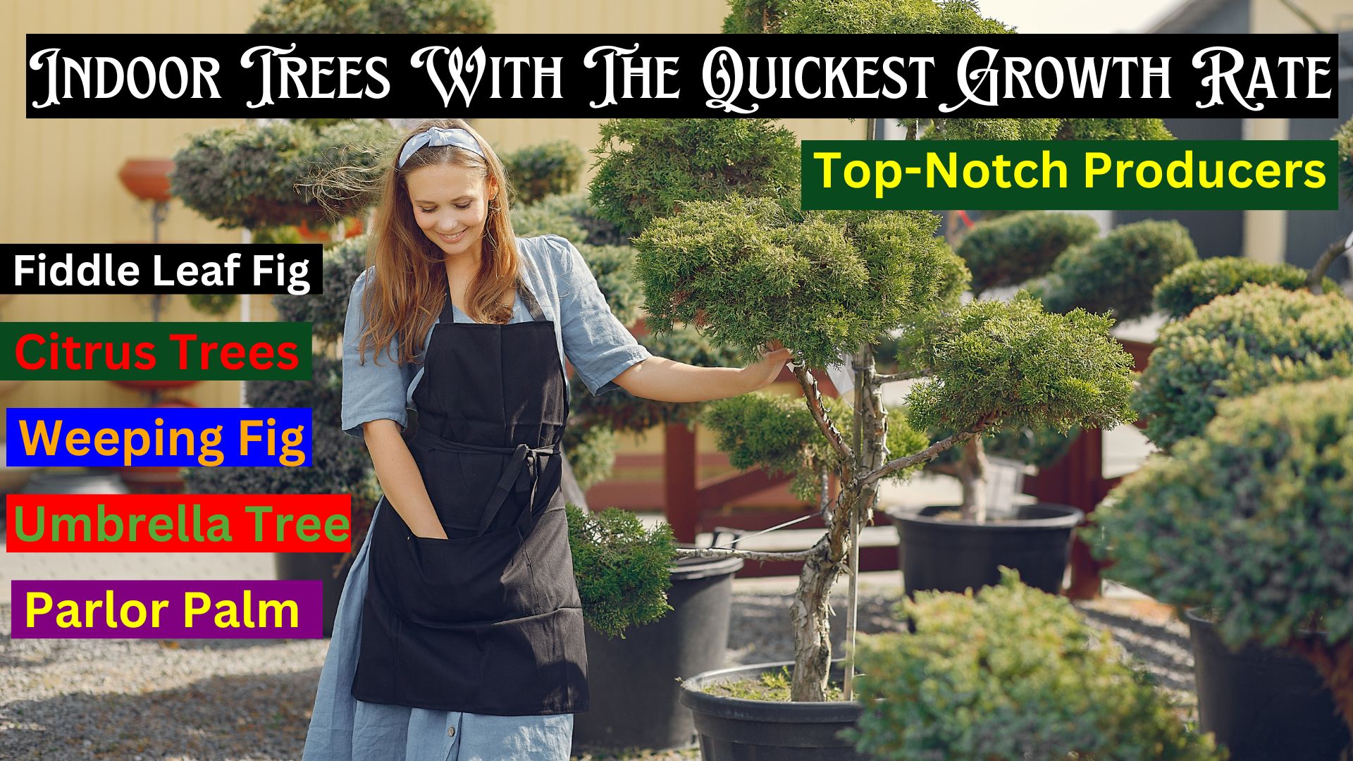 The top five indoor trees with the qu