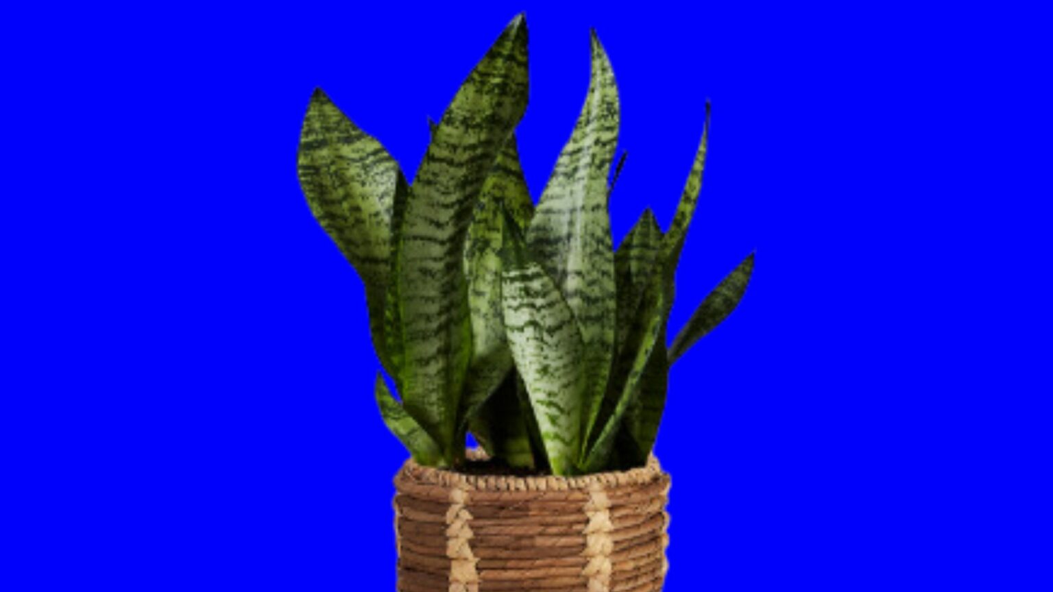 Indoor Snake Plant