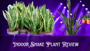 Indoor Snake Plant Review