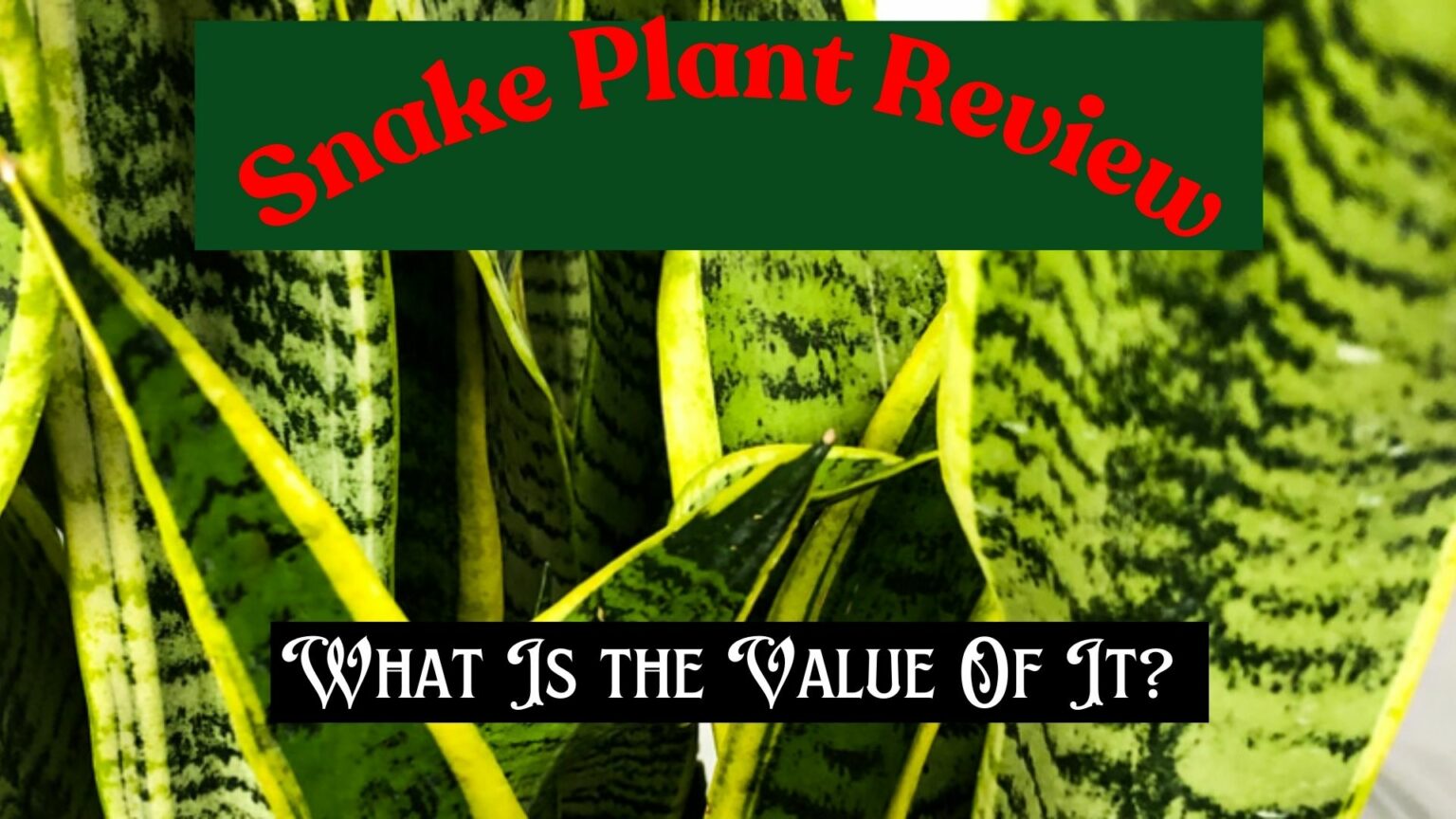 Indoor Snake Plant Review- Hero