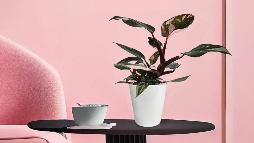 Live Philodendron-Pink Background