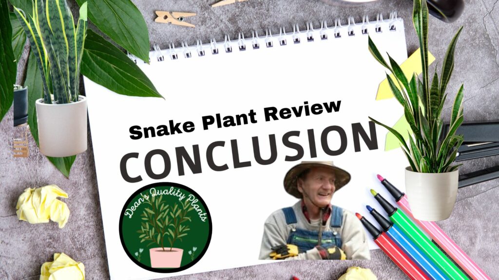 Snake Plant Review - Conclusion