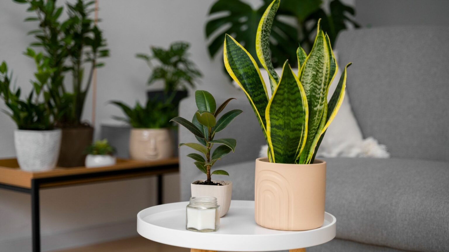 Snake Plant - Styling And Placement