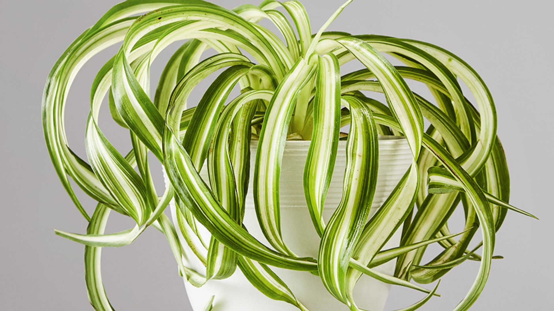 Spider Plant - Grey Background